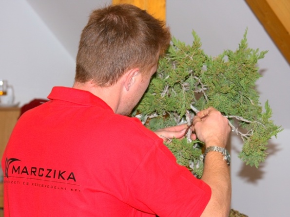 papp sandor bonsai alakitasa a bonsai es suiseki mustran